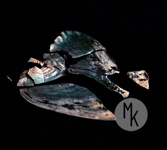 ,,Negatyw,, - przedstawienie muszli w negatywnym świetle.