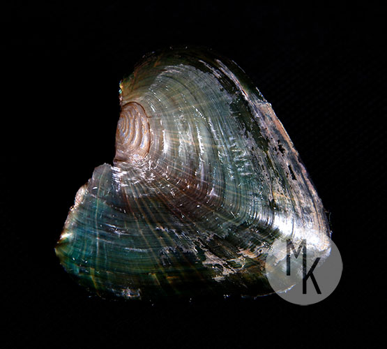 ,,Neutral,, - przedstawienie muszli w neutralnym świetle.