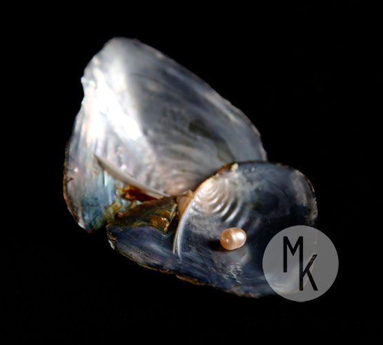 ,,Pozytyw,, - przedstawienie muszli w pozytywnym świetle.